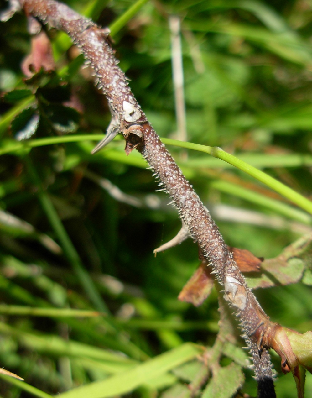 Rosa pulverulenta M. Bieb. / Rosa vischiosa